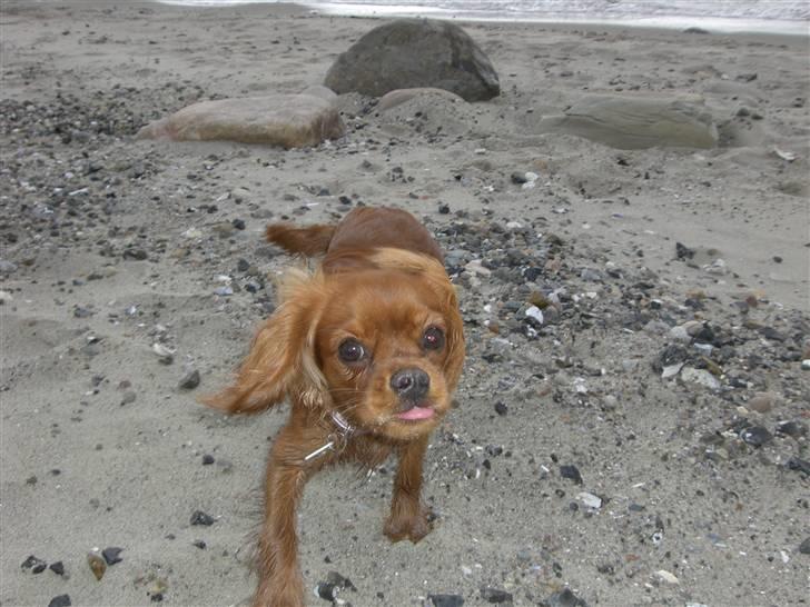 Cavalier king charles spaniel Mille DØD den 29 Juni 2012. - Mille elsker en tur på stranden. billede 4