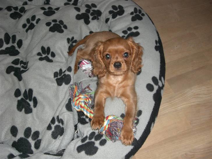 Cavalier king charles spaniel Mille DØD den 29 Juni 2012. - Lige et billede fra hun var ca 9 uger gammel. billede 5