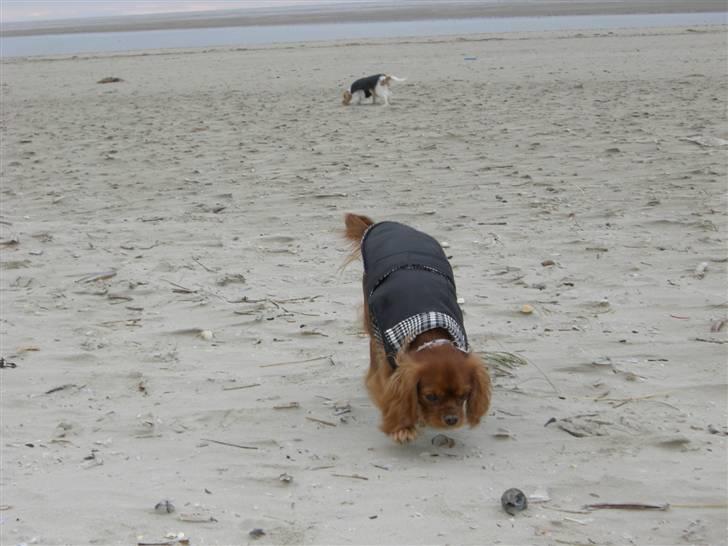 Cavalier king charles spaniel Mille DØD den 29 Juni 2012. - Endnu en dejlig tur på stranden i Blåvand. billede 6