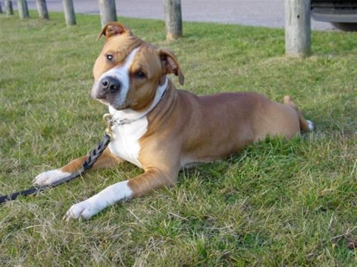 Amerikansk staffordshire terrier Baloo - Jeg ligger pænt nu, ta så det billede.. billede 1