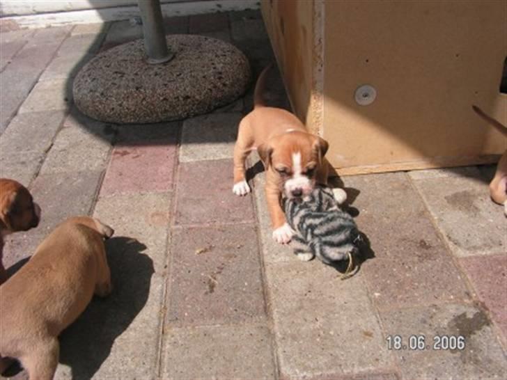 Amerikansk staffordshire terrier Baloo billede 2