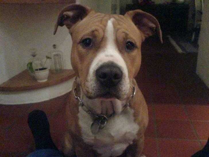 Amerikansk staffordshire terrier Baloo billede 3