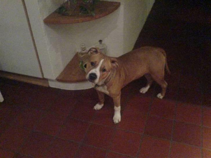 Amerikansk staffordshire terrier Baloo billede 4