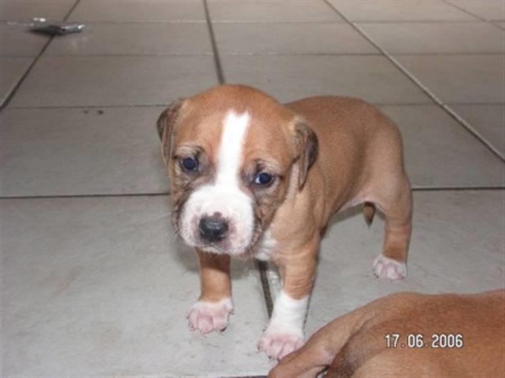 Amerikansk staffordshire terrier Baloo - Se lige hvor lille jeg har været. billede 5