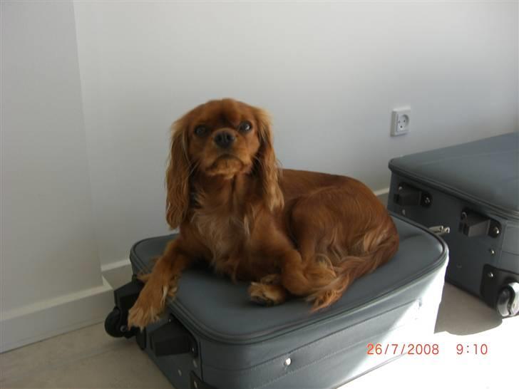 Cavalier king charles spaniel Mille DØD den 29 Juni 2012. - Så sover de sødt lille Mille og store Lady... billede 8