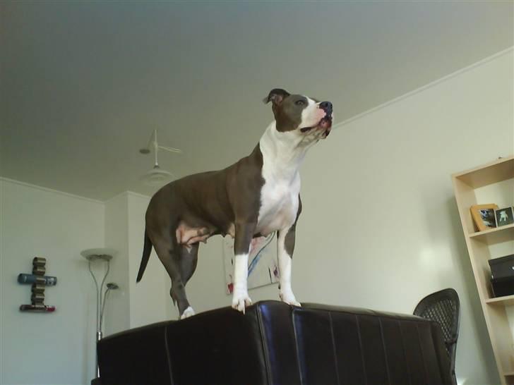 Amerikansk staffordshire terrier Tjily billede 18