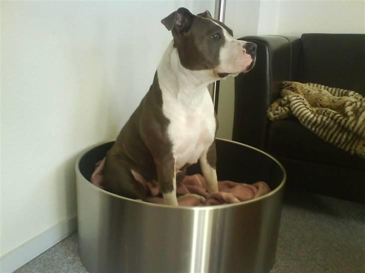 Amerikansk staffordshire terrier Tjily billede 19