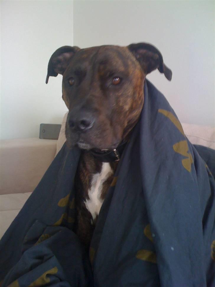 Amerikansk staffordshire terrier Tyson - Hvem vækkede mig under min skønhedssøvn?  billede 12