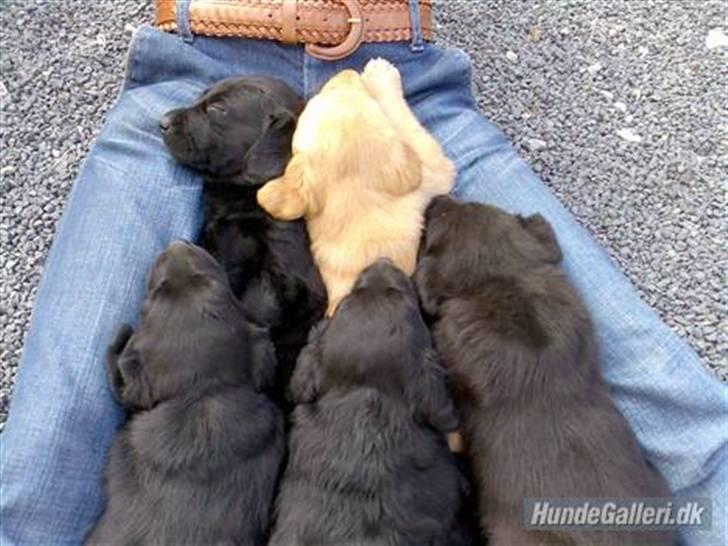 Labrador retriever Kinky - her er jeg sammen med min bror og 3 søstre ;) billede 11