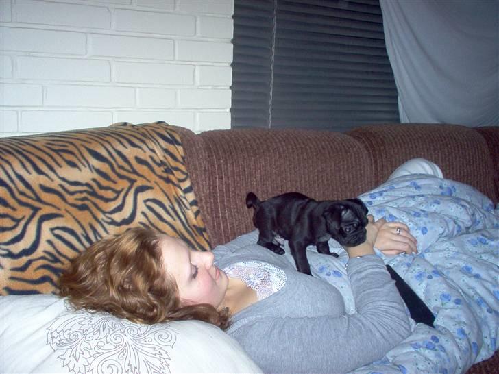 Mops Uffe - Uffe som lille ca. en uge efter vi fik ham billede 1