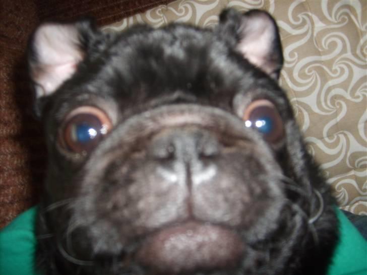 Mops Uffe - Mor havde været så fræk at ligge ham på ryggen så alle dellerne rigtig kom frem billede 2