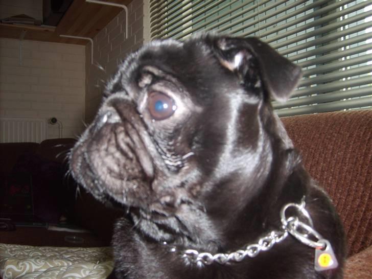 Mops Uffe - Fototrolden slår til igen! Og ja han posserer rigtigt billede 3