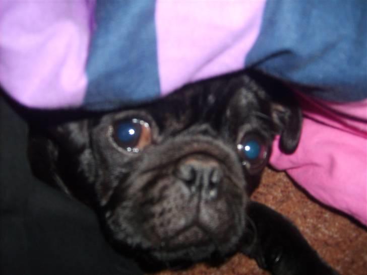 Mops Uffe - Mor lad vær! Hygge under dynen billede 4