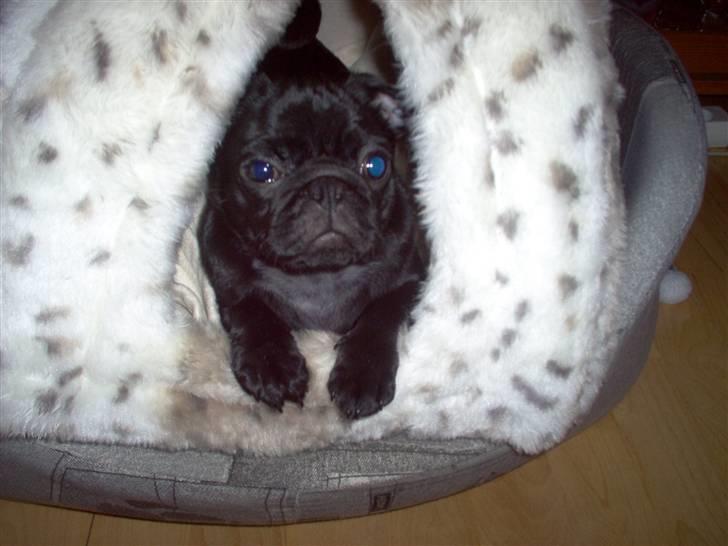 Mops Uffe - Hans lille kattehule som han brugte meget før rumpen blev for stor til at komme ind billede 6