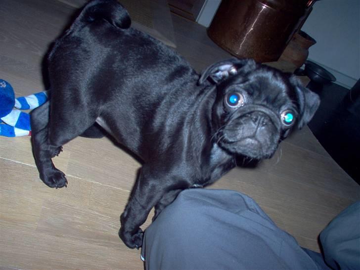 Mops Uffe - Uffe på besøg hos farmor og farfar i skagen billede 7