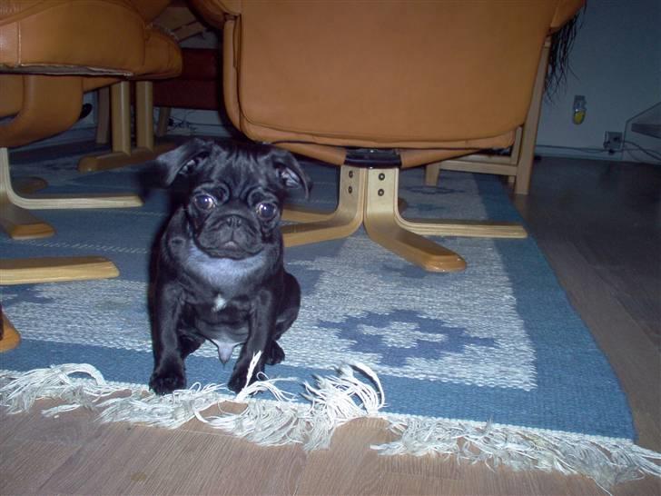 Mops Uffe - Selvom at han sidder der og ser så sørgelig skal man ikke tro noget. To minutter efter billedet blev taget bøvsede han to gange og så var han på banen igen billede 8