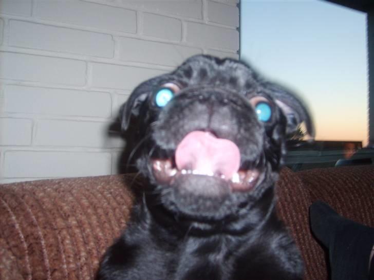 Mops Uffe - Uffe når han er på krigsstien billede 9