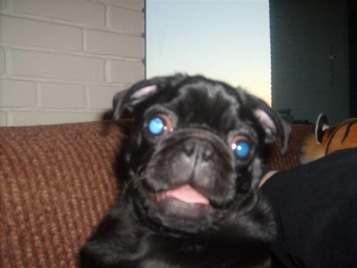 Mops Uffe - Lige før et angreb på fars fødder billede 10