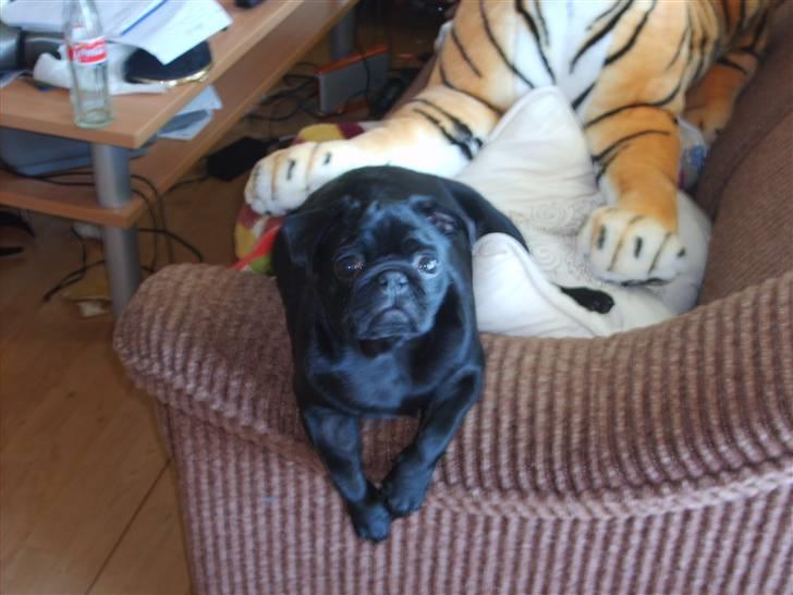 Mops Uffe - Han yndligsplads at slappe af på billede 11