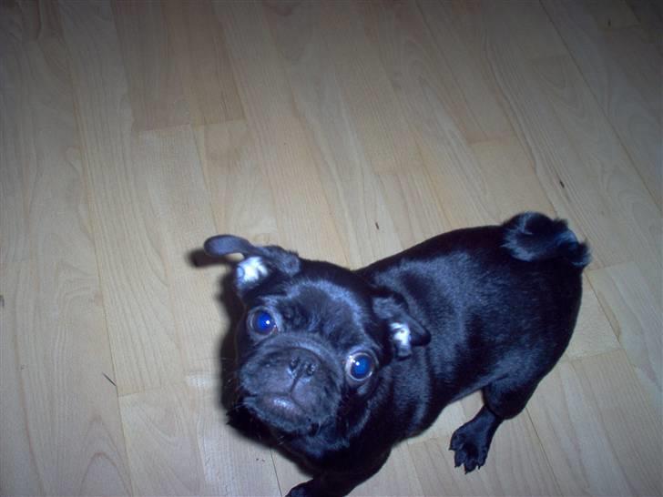 Mops Uffe - Hvad er det for en blinkene ting du har der?? billede 12