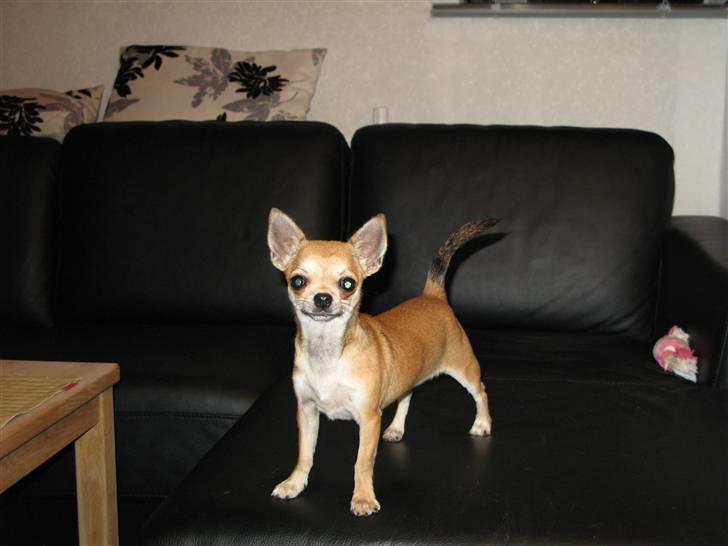 Chihuahua Wav-wav's Fibi billede 1