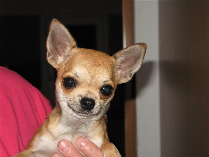 Chihuahua Wav-wav's Fibi billede 2