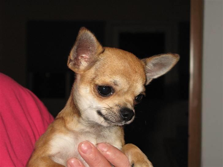 Chihuahua Wav-wav's Fibi billede 3