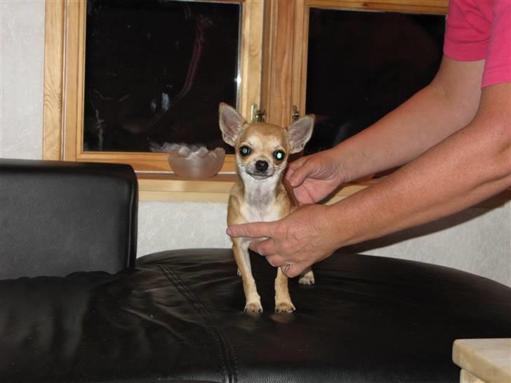 Chihuahua Wav-wav's Fibi billede 4