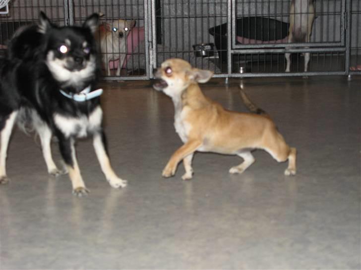 Chihuahua Wav-wav's Fibi billede 5