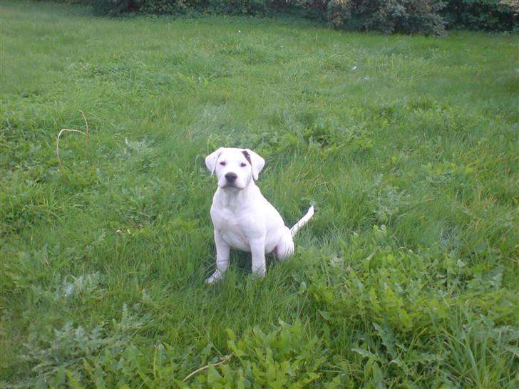 Blanding af racer Joe billede 1