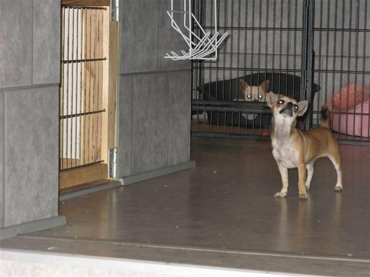 Chihuahua Wav-wav's Fibi billede 6