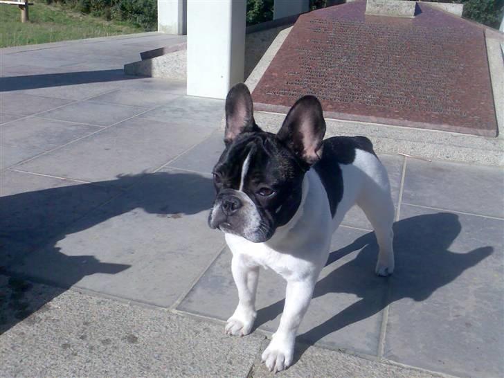 Fransk bulldog *Gismo* billede 1
