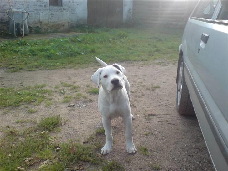 Blanding af racer Joe billede 2