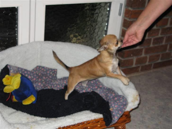 Chihuahua Wav-wav's Fibi billede 7