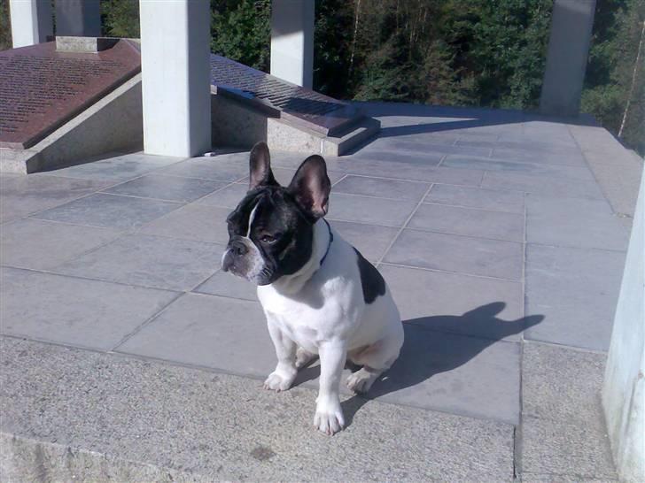 Fransk bulldog *Gismo* billede 2