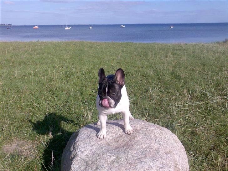 Fransk bulldog *Gismo* billede 3