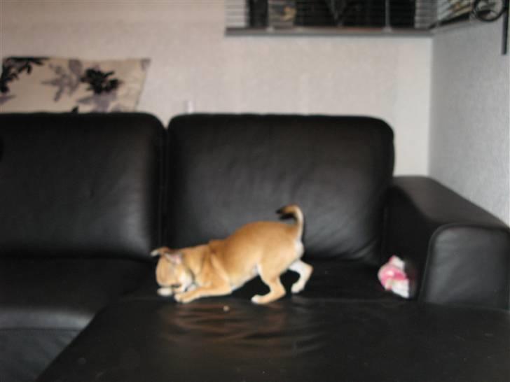 Chihuahua Wav-wav's Fibi billede 8