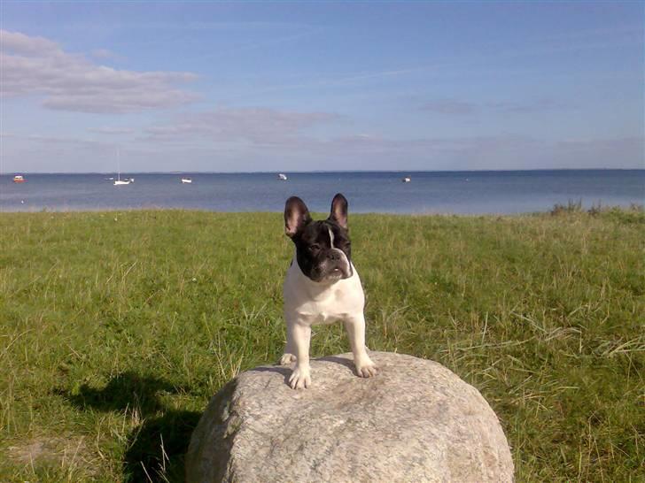 Fransk bulldog *Gismo* billede 4