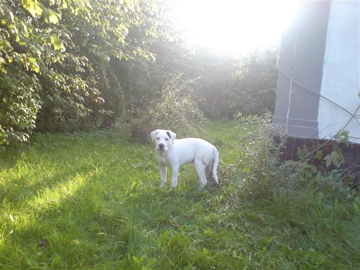 Blanding af racer Joe billede 6