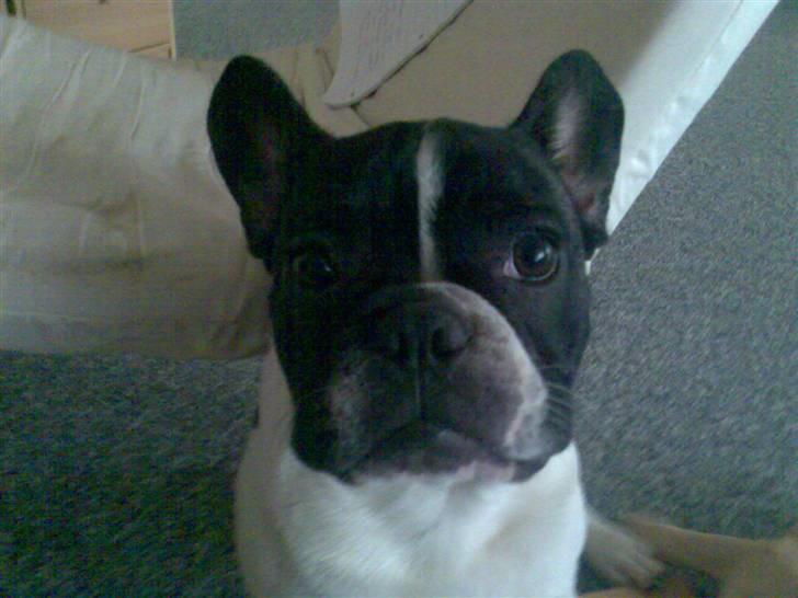 Fransk bulldog *Gismo* billede 5