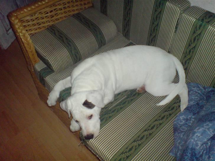 Blanding af racer Joe billede 7