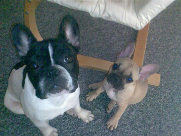 Fransk bulldog *Gismo* billede 6