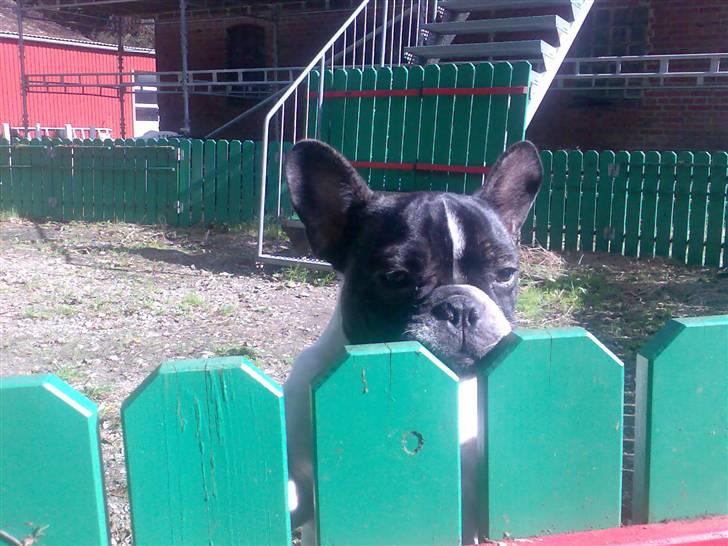 Fransk bulldog *Gismo* billede 7