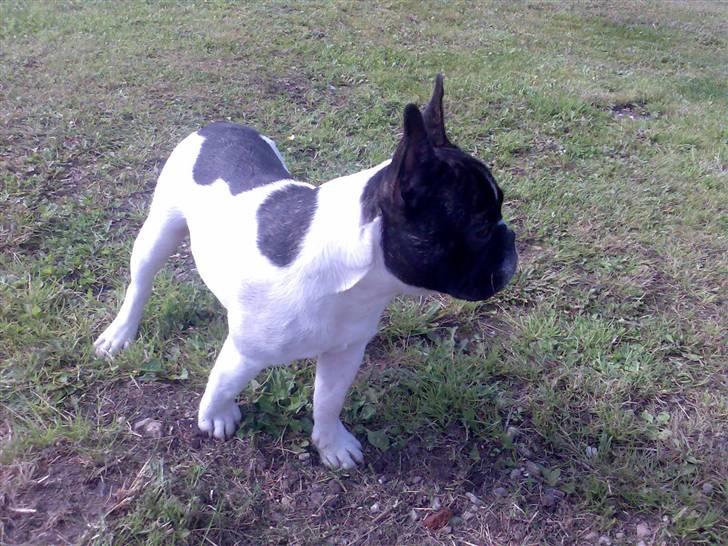 Fransk bulldog *Gismo* billede 8