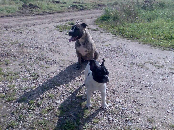 Fransk bulldog *Gismo* billede 9