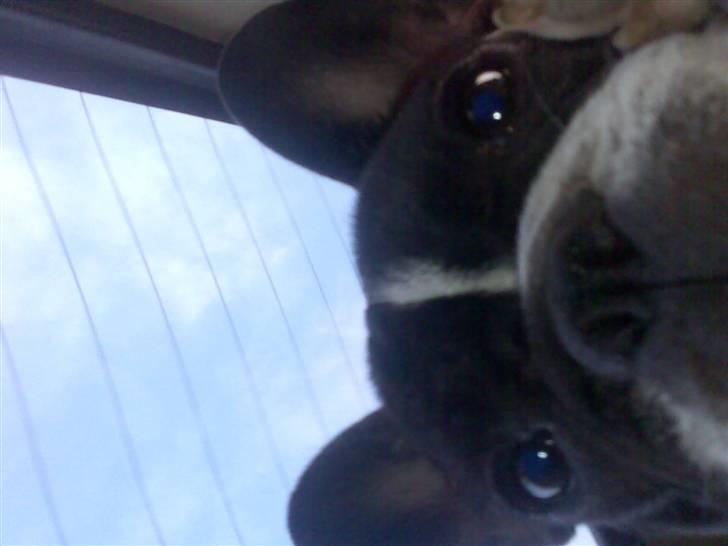 Fransk bulldog *Gismo* billede 10