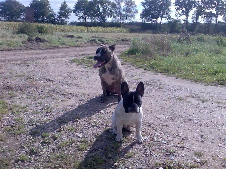 Fransk bulldog *Gismo* billede 11