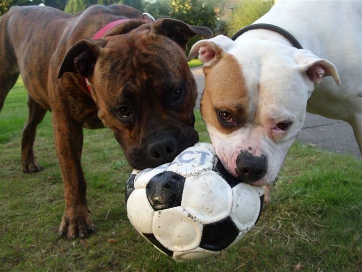 Blanding af racer Luba - Kalle og Luba (august 2009) billede 12