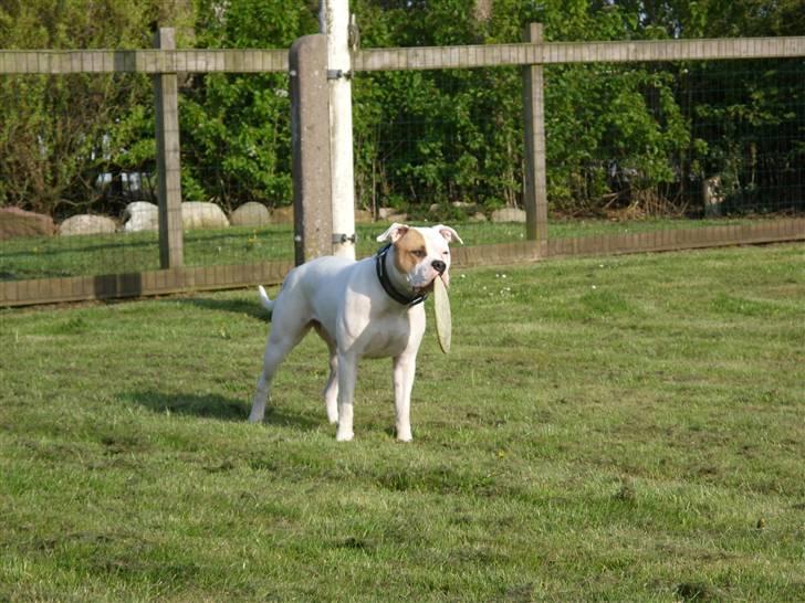 Blanding af racer Luba - Luba d. 4 Maj 2008 billede 13