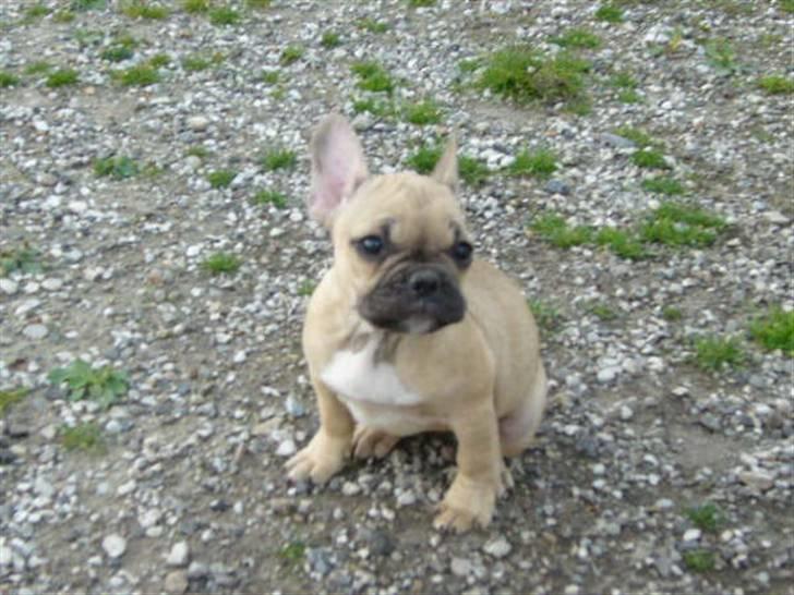 Fransk bulldog *Mille* billede 1